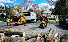 Best Fruit Tree Pruning  in Chesilhurst, NJ