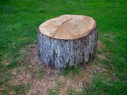 Best Utility Line Clearance  in Chesilhurst, NJ
