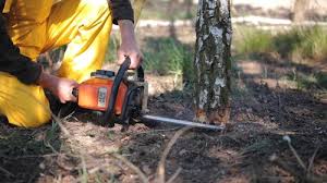How Our Tree Care Process Works  in  Chesilhurst, NJ