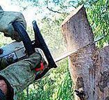 Best Tree Cabling and Bracing  in Chesilhurst, NJ
