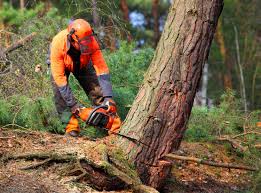 Best Tree Removal  in Chesilhurst, NJ