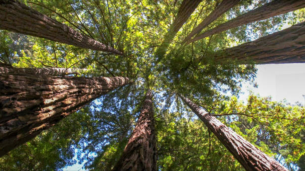 Best Tree Health Inspection  in Chesilhurst, NJ
