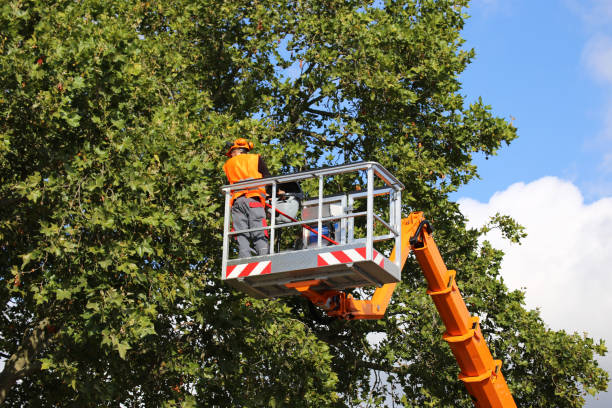 Best Tree Trimming and Pruning  in Chesilhurst, NJ