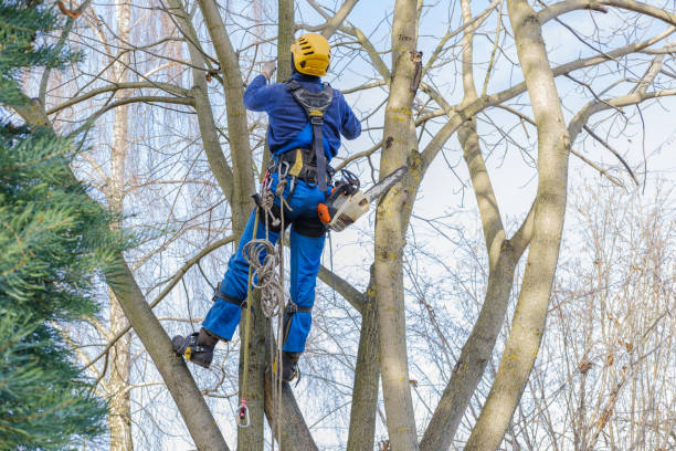 Reliable Chesilhurst, NJ Tree Services Solutions