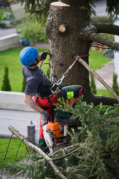 Best Emergency Tree Removal  in Chesilhurst, NJ