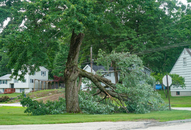 Best Tree Maintenance Programs  in Chesilhurst, NJ