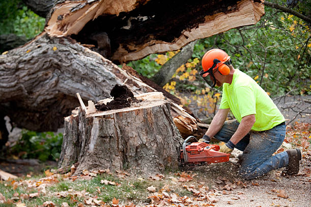 Best Lawn Dethatching  in Chesilhurst, NJ
