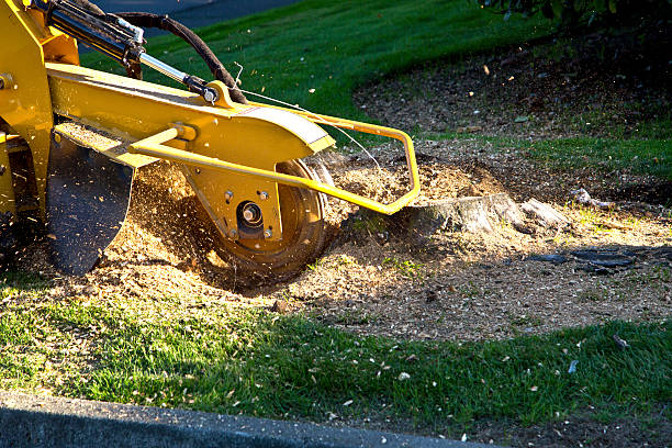 Best Lawn Pest Prevention  in Chesilhurst, NJ
